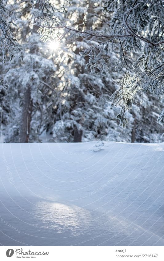 Glitter in the snow Environment Nature Landscape Winter Beautiful weather Snow Plant Tree Forest Cold Blue White Colour photo Exterior shot Detail Deserted Day