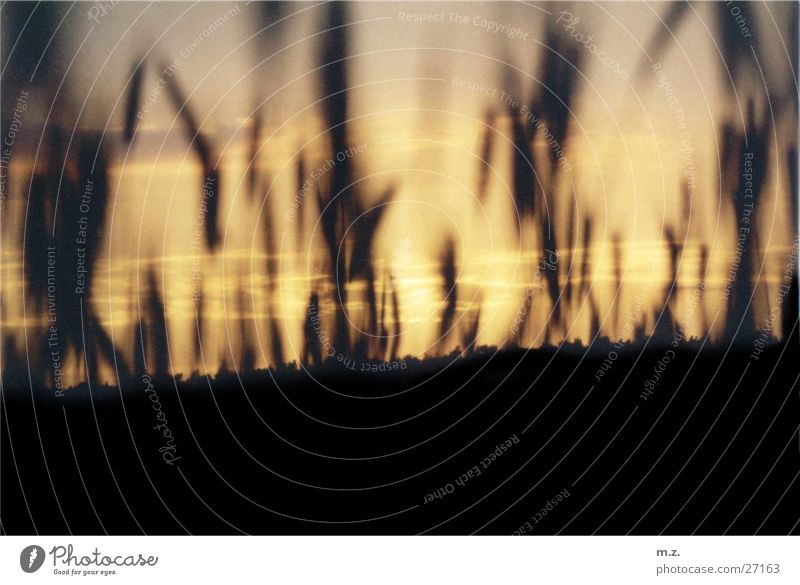 corn field dusk Field Clouds Sunset Grain . Sky .ears .reddish Silhouette