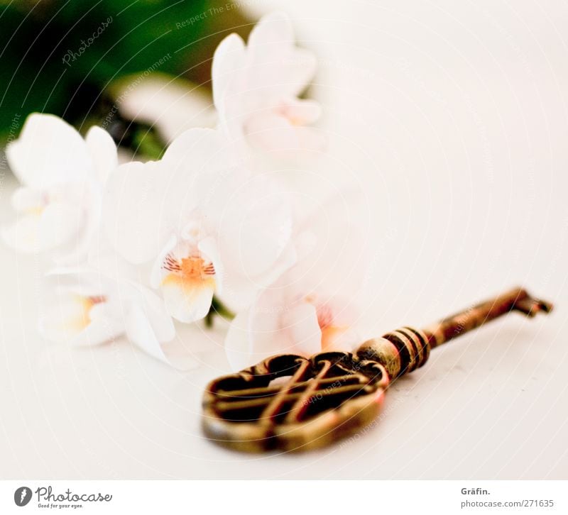 key to the heart Key Flower Orchid White Green Gold Copy Space top Shallow depth of field Still Life Old Metal Blossom Blur Brass Love Expectation Anticipation