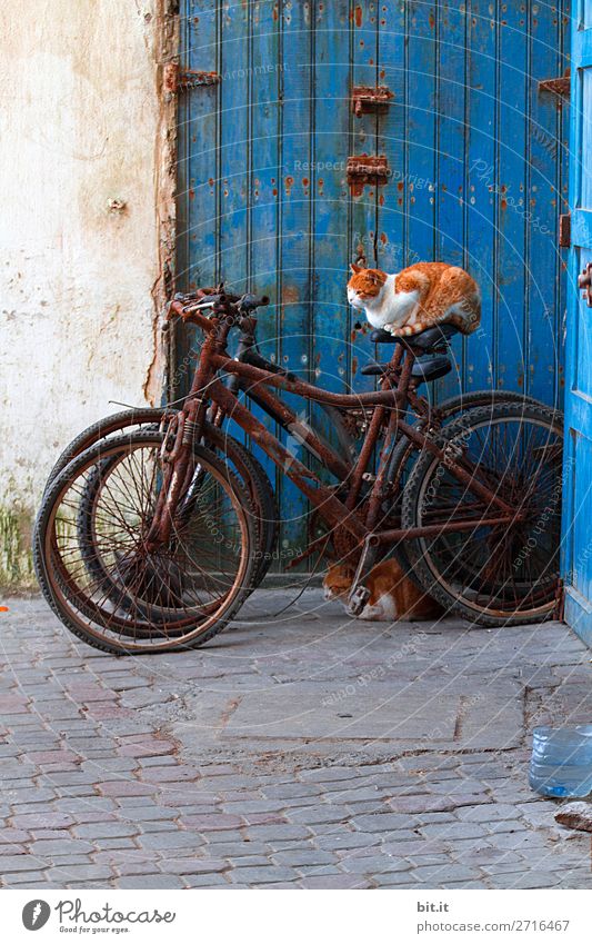 Cat sitting on rusty bike, outside blue door. Vacation & Travel Tourism Trip Adventure Far-off places Freedom Wall (barrier) Wall (building) Door Transport