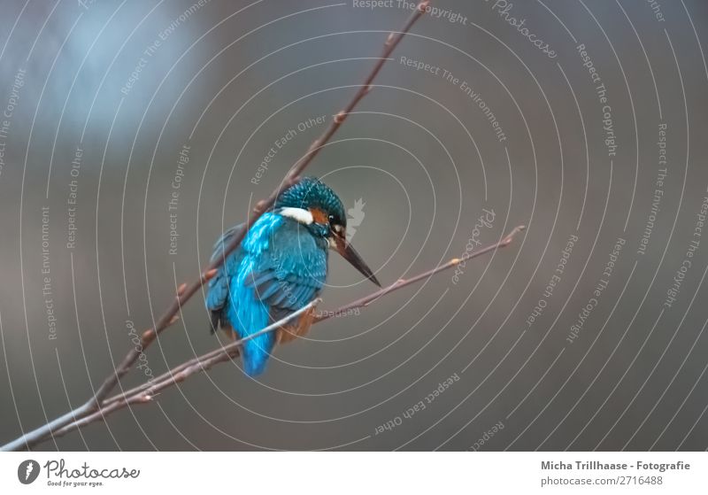 Kingfisher on a branch Nature Animal Sunlight Beautiful weather Bushes Wild animal Bird Animal face Wing Claw Beak Plumed Feather 1 Observe Glittering Hunting