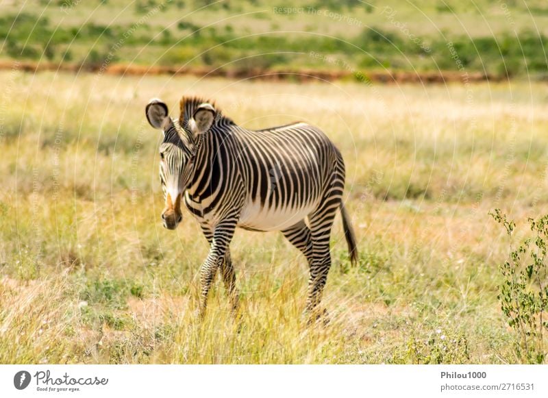 Isolated zebra walking in the savannah Playing Safari Mountain Nature Animal Sky Grass Park Stripe Natural Wild Black White Samburu Africa african cape equus