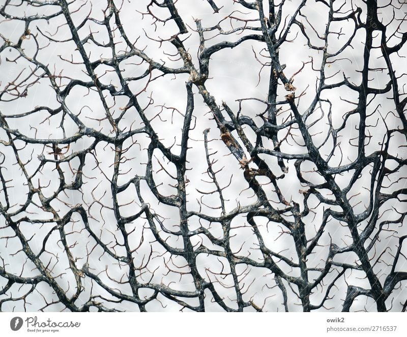 Dead Wood Plant Exotic Coral Branched Delicate To dry up Thin Authentic Natural Dry Past Transience Death Colour photo Subdued colour Interior shot Abstract