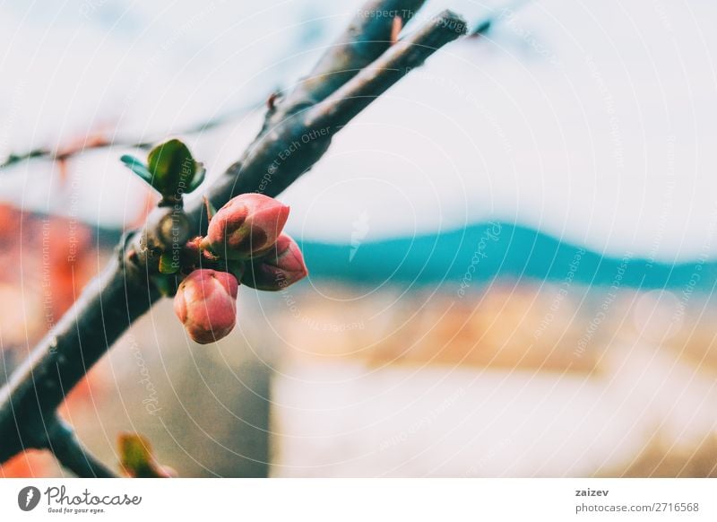 Close-up of three pink buds of chaenomeles japonica maule's quince rosids rosales flower blossom cute detail macro closeup branch in focus focused