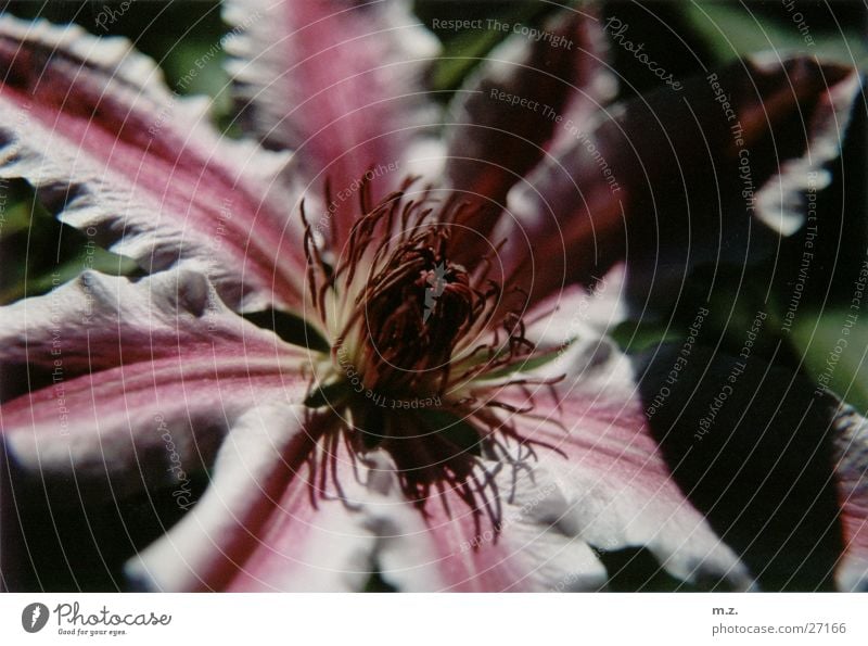 Purple Flower Blossom Violet . Macro (Extreme close-up) Shadow Plant Blossoming Colour