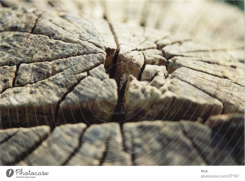 tree stump Wood Dull Tree . fissured Crack & Rip & Tear Tree trunk Macro (Extreme close-up) .old