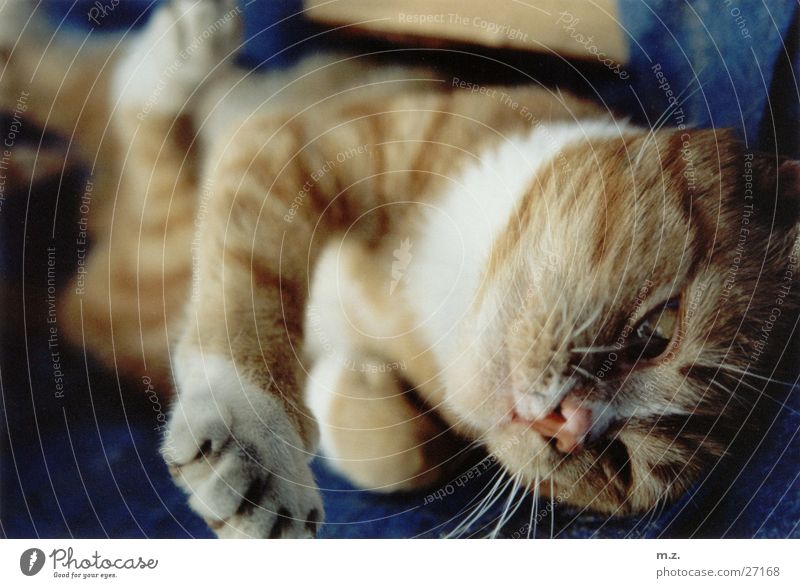 tiger Cat Paw Blur Domestic cat loll Cozy Cuddly Cute Posture Cat's paw Shallow depth of field Close-up Deserted 1 Soft