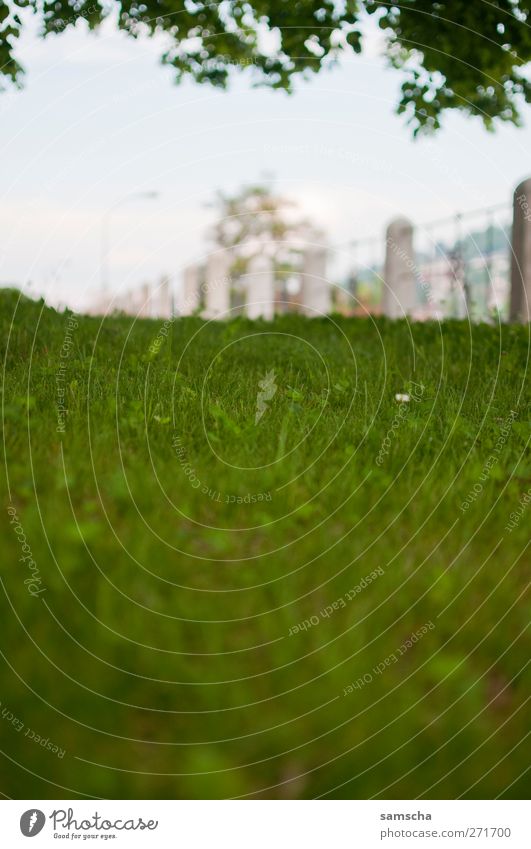 grass green Environment Nature Plant Tree Grass Garden Park Meadow Blossoming Relaxation Lie Growth Natural Juicy Soft Green Blade of grass Lawn Shadow