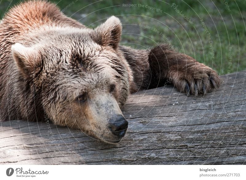 sluggard Zoo Animal Wild animal Animal face Pelt Bear 1 Relaxation Lie Sleep Dream Soft Brown Serene Calm Colour photo Exterior shot Deserted Day