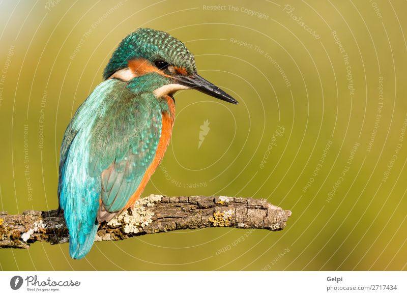 Kingfisher bird preening on a branch Exotic Nature Animal River Bird Observe Bright Wild Blue Green Turquoise White atthis wildlife common Beak Ornithology wing