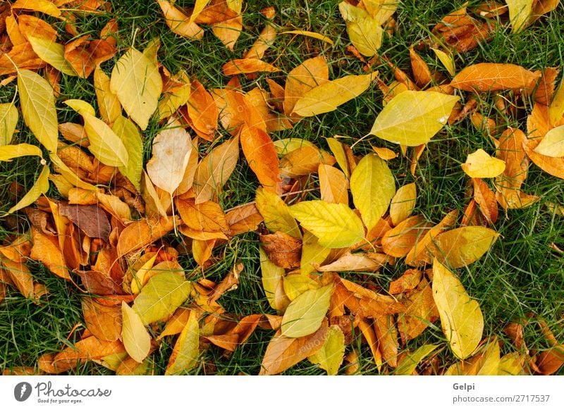 Fallen leaves of trees Design Beautiful Garden Decoration Nature Plant Autumn Grass Leaf Park Forest Natural Brown Green Colour maple fall background Seasons