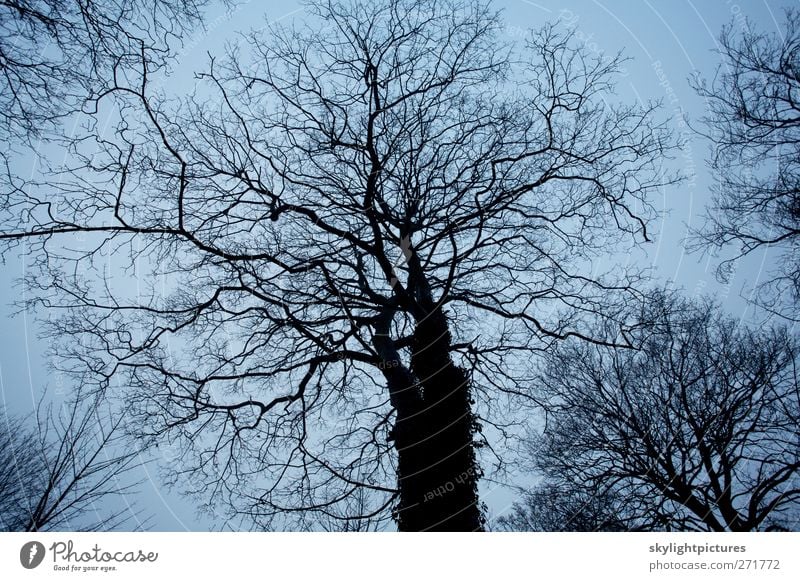 Winter trees Nature Plant Sky Tree Forest Dark Creepy Cold Black Moody branch Bare sillouette stark trunk wood arbour Subdued colour Exterior shot Pattern