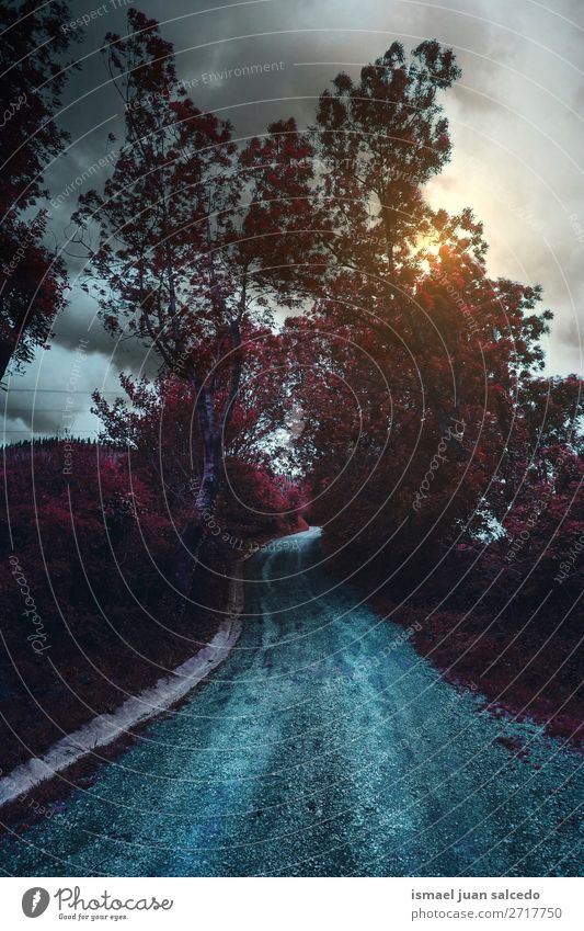 road and red trees in the forest in the mountain Street Lanes & trails Sun Sunset Forest Tree Red Colour colorful Leaf branches Mountain Nature Landscape