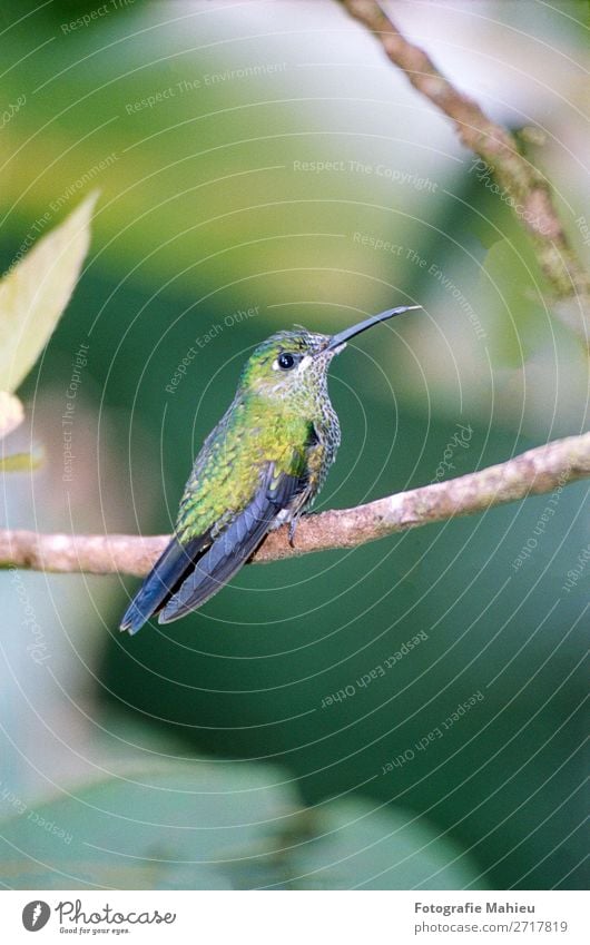 humming bird Exotic Beautiful Decoration Art Nature Animal Flower Leaf Forest Virgin forest Bird Bright Small Natural Wild Blue Green White Colour Costa Rica