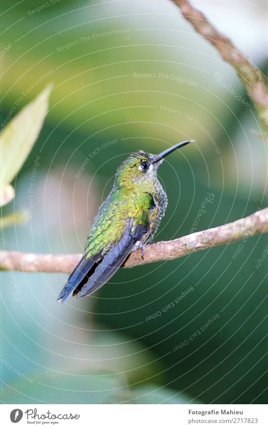 Humming bird sitting on an branch in a tropical forest in Costa Rica Exotic Beautiful Decoration Art Nature Animal Flower Leaf Forest Virgin forest Bird Bright