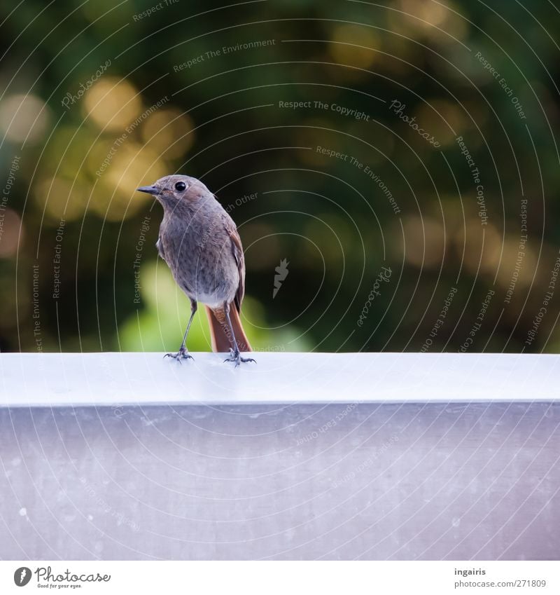 Curious Redstart Nature Animal Garden Balcony Terrace Wild animal Bird Wing redstart Black redstart 1 Observe Crouch Looking Stand Brash Curiosity Cute Brown