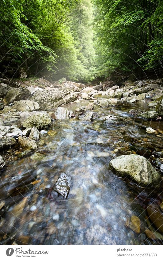 Raab Gorge Nature Landscape Water Forest Rock Brook River Colour photo Exterior shot Deep depth of field Wide angle