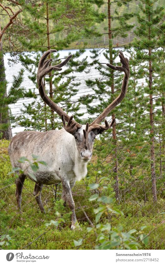 reindeer Animal Farm animal Pelt 1 Observe Going Friendliness Interest Respect Adventure Experience Curiosity Colour photo Subdued colour Exterior shot Deserted