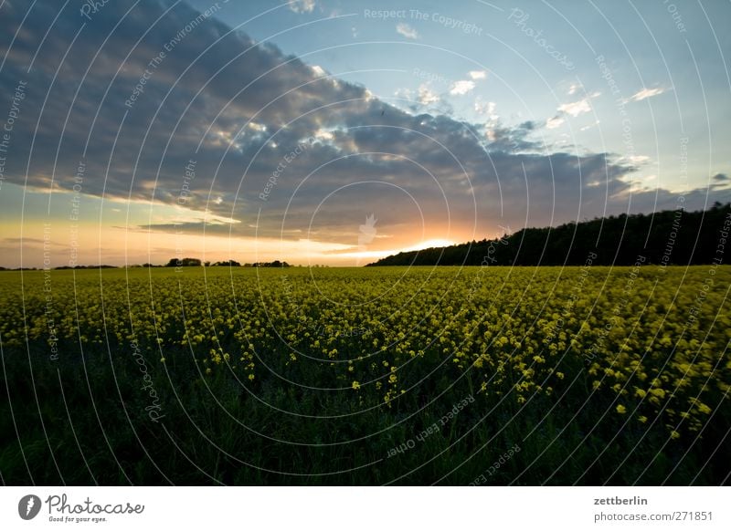 Old Reddewitz Far-off places Summer Sun Agriculture Forestry Sky Clouds Sunrise Sunset Sunlight Agricultural crop Field Romance Serene Canola Canola field