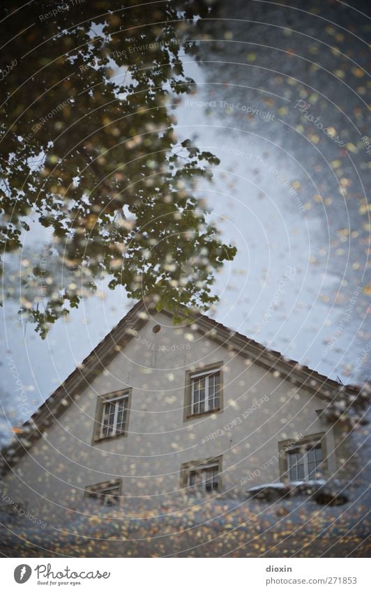 House in the lake Weather Bad weather Rain Tree Leaf Deserted House (Residential Structure) Building Architecture Wall (barrier) Wall (building) Facade Window