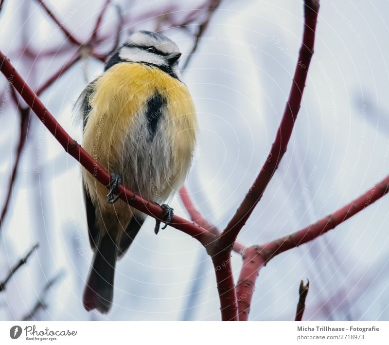 Blue Tit Portrait Nature Animal Sky Sunlight Beautiful weather Tree Branch Twigs and branches Wild animal Bird Animal face Wing Claw Tit mouse Beak Eyes Feather