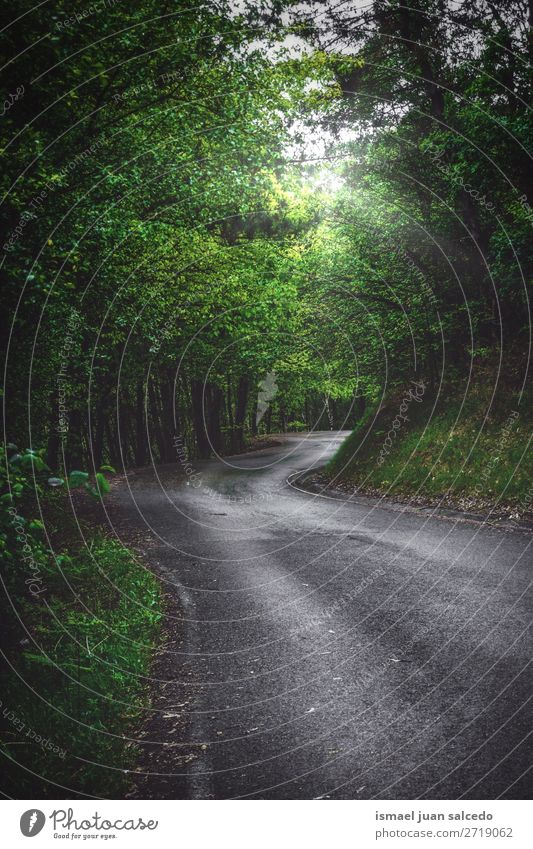 road with green trees in the forest Street Lanes & trails Forest Tree Green Leaf branches Mountain Nature Landscape Vacation & Travel Destination Places