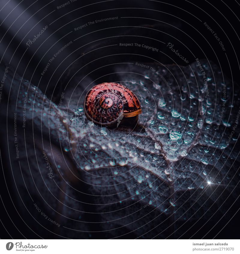 little snail on the plant in the nature Animal Bug Insect Small Nature Plant Garden Exterior shot background Wallpaper Fragile Cute Beauty Photography Resting