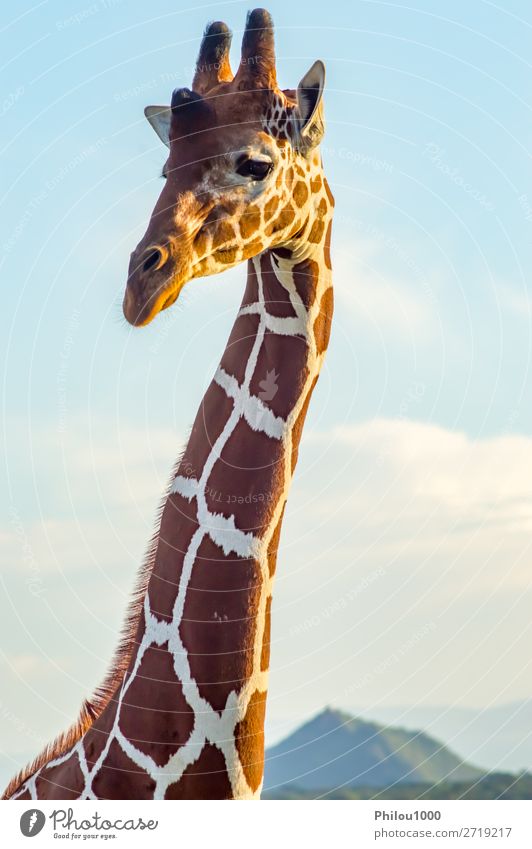 Neck and head of a giraffe near a green tree Beautiful Face Safari Mouth Nature Animal Long Cute Wild Brown Green White Samburu Africa african background