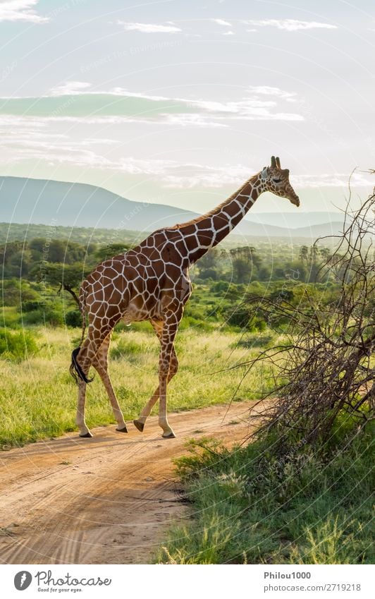 Giraffe crossing the trail in Samburu Park Beautiful Face Safari Mouth Nature Animal Long Cute Wild Brown Green White Africa african background head Herbivore