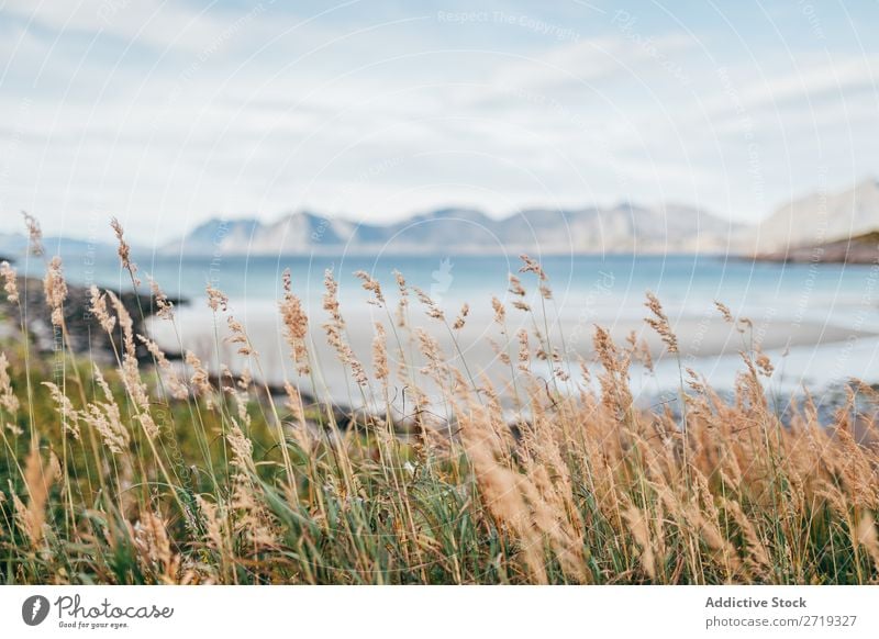 Spike grass on highland Grass Lake Mountain Nature Landscape Wind Water Sky spike lets Vantage point Majestic Alpine Wilderness Calm Peaceful Grassland Clear