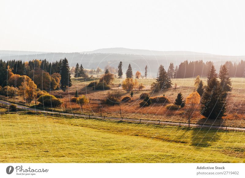 Grassland in bright morning light Landscape terrain Morning tranquil Freedom Vantage point Natural Field Environment roadway Valley Tree Haze scenery Adventure