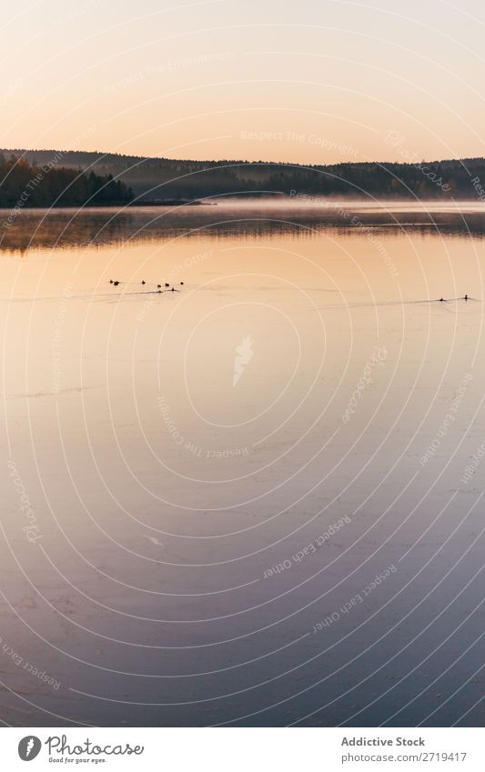 Birds swimming in tranquil water Lake Morning Duck Tourism Haze Beauty Photography Wild Reflection Landscape Beautiful Remote Lanes & trails Nature