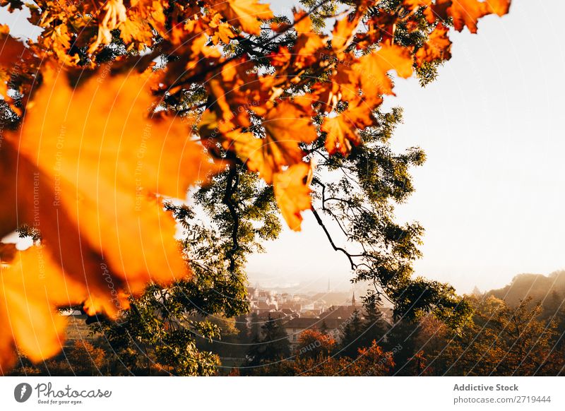 Bright foliage in sunlight Skyline Leaf Autumn Gold Morning Vacation & Travel Tree romantic Tourism Landscape Vantage point Historic scenery Beauty Photography