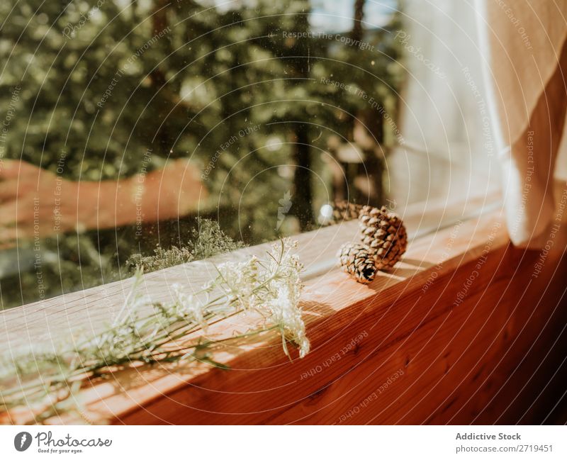 Pine cones and flowers on window sill Nature Windowsill Natural Spruce Design Sunlight Wood House (Residential Structure) Summer Terrace Style Remote Peace