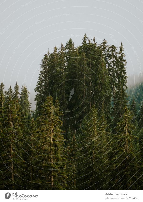 Beautiful ever-green trees in Dolomites, Italy coniferous Sky Fog Landscape scenery Green Spruce Forest Mysterious Environment Natural Vantage point Nature