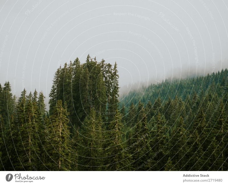 Beautiful ever-green trees in Dolomites, Italy coniferous Sky Fog Landscape scenery Green Spruce Forest Mysterious Environment Natural Vantage point Nature