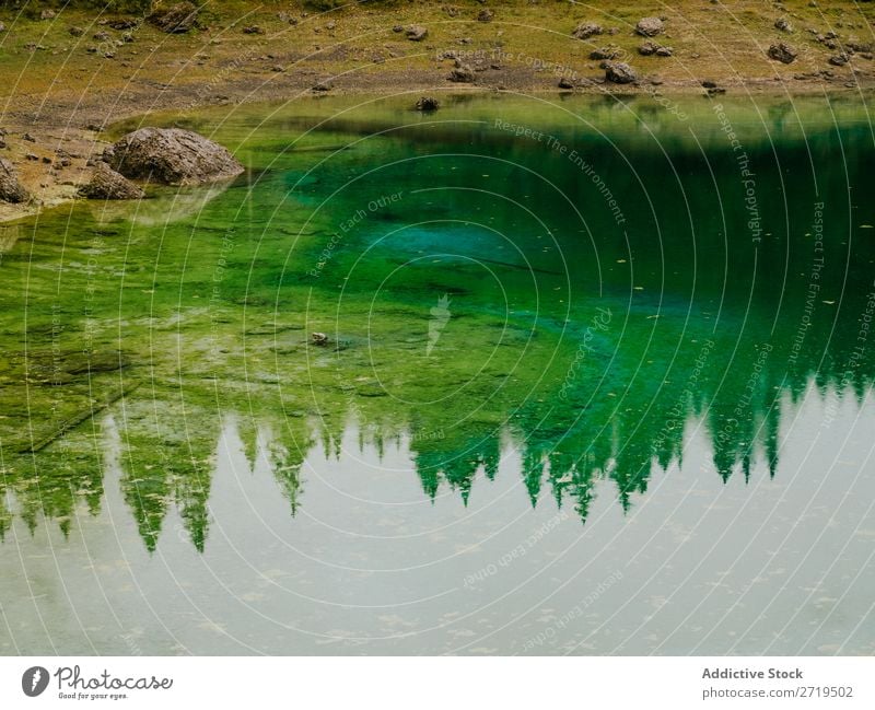 Reflection of trees in water in Dolomites, Italy coniferous Pond Lake Landscape Green Evergreen Calm Mirror Pine Water Reservoir Natural tranquil Environment