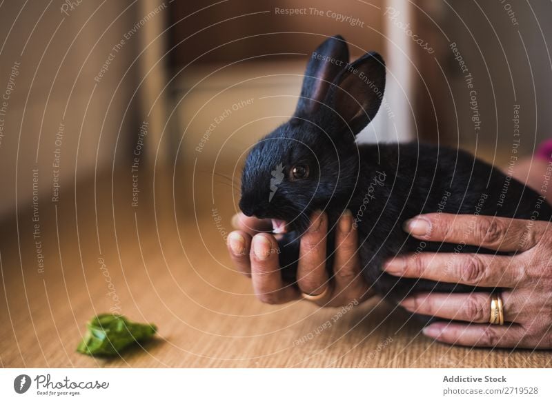 Hands holding cute black bunny Hare & Rabbit & Bunny Cute Animal Black Fur coat Easter Mammal Fluffy Delightful Pet Small Youth (Young adults) Wild Ear wildlife