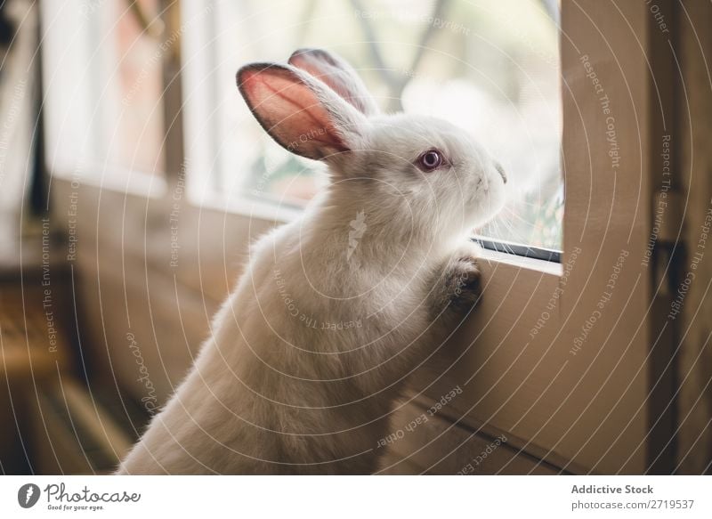 White little bunny looking at window Hare & Rabbit & Bunny Cute Lean Window Delightful Animal Fur coat Easter Mammal Fluffy Pet Small Youth (Young adults) Wild