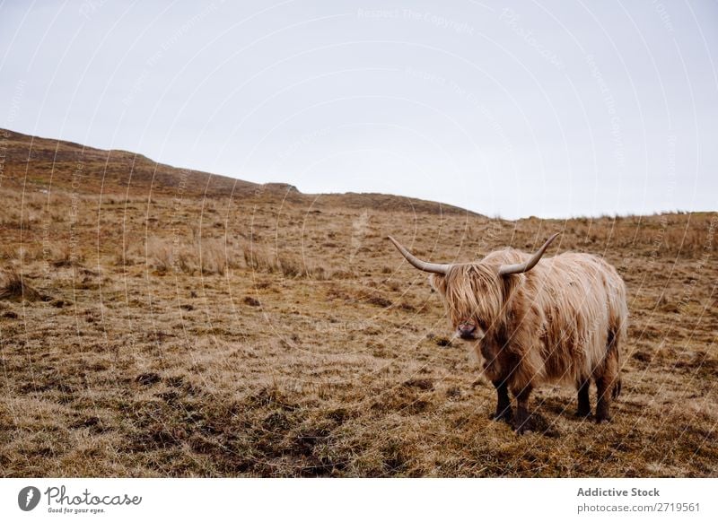 Highland cattle cow on dry grass Cow Clouds Breed Hairy Fluffy Livestock Pasture Meadow Grass Dry Nature Landscape Field Natural Vacation & Travel Rock Tourism