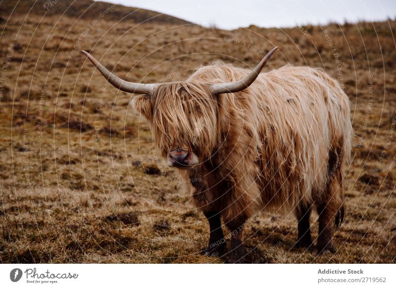 Highland cattle cow on dry grass Cow Clouds Breed Hairy Fluffy Livestock Pasture Meadow Grass Dry Nature Landscape Field Natural Vacation & Travel Rock Tourism