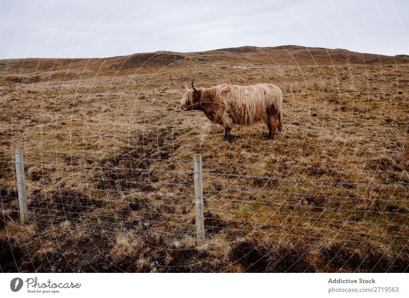 Highland cattle cow on dry grass Cow Clouds Breed Hairy Fluffy Livestock Pasture Meadow Grass Dry Nature Landscape Field Natural Vacation & Travel Rock Tourism