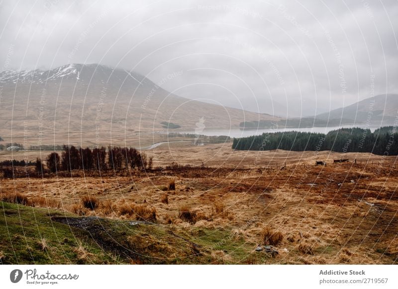 Foggy mountains and dry grass Mountain Clouds Grass Dry Nature Landscape Natural Vacation & Travel Rock Tourism Stone Scotland Forest Field Meadow Vantage point