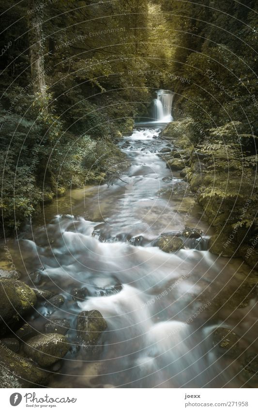 Life isn't a long quiet river. Nature Landscape Water Summer Forest Brook Waterfall Fluid Fresh Cold Green Black White Idyll Fantastic Colour photo