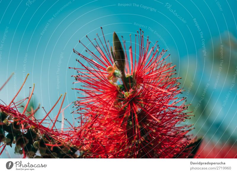 Close up of a bottlebrush flower Callistemon bottlebrushes Plant Flower Tree Consistency Background picture Abstract Copy Space Close-up Wallpaper Nature Colour