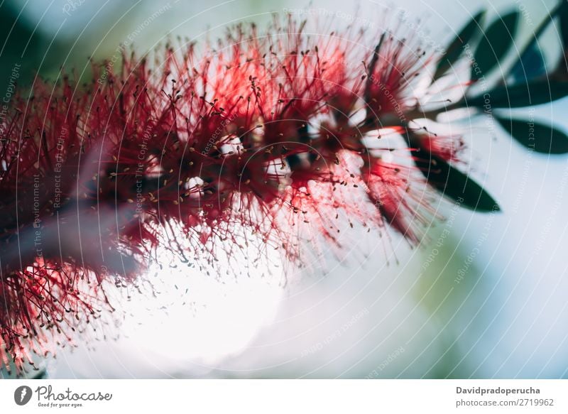 Close up of a bottlebrush flower Callistemon bottlebrushes Plant Flower Tree Consistency Background picture Abstract Copy Space Close-up Wallpaper Nature Colour