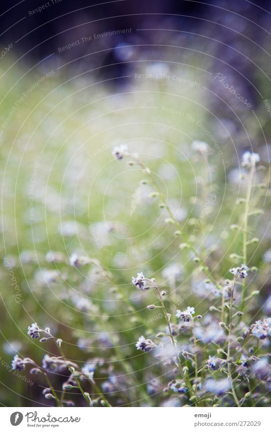 Lilalu Environment Nature Spring Flower Grass Bushes Meadow Natural Green Violet Colour photo Exterior shot Close-up Detail Macro (Extreme close-up) Deserted