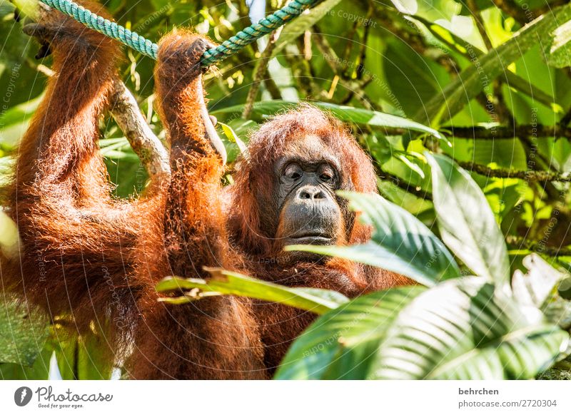 It's clearly too early for me! Vacation & Travel Tourism Trip Adventure Far-off places Freedom Environment Nature Tree Leaf Virgin forest Wild animal