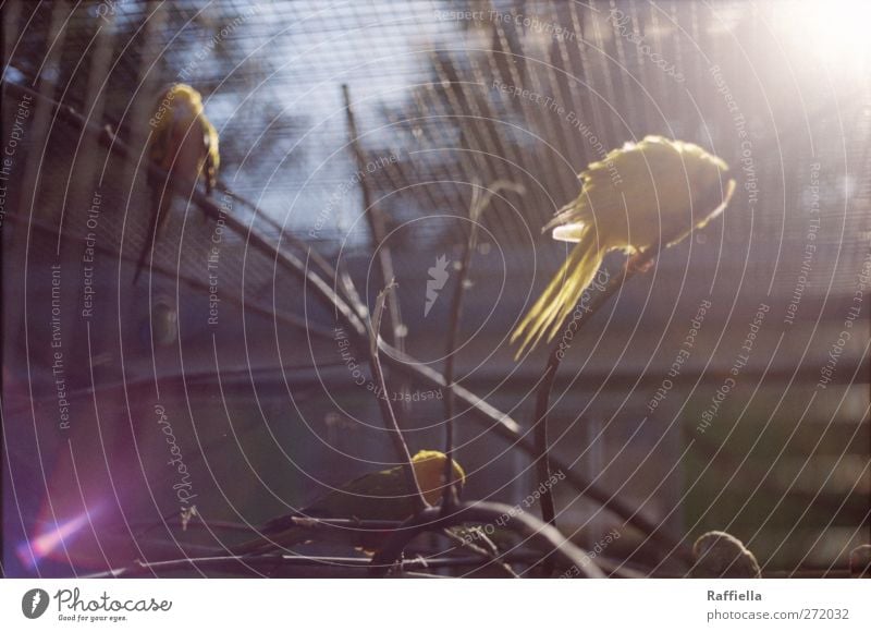 morning sun Sky Plant Tree Bushes Branchage Bird Wing Zoo Canary bird Group of animals Flock Illuminate Yellow Seeming Cage Colour photo Exterior shot Deserted