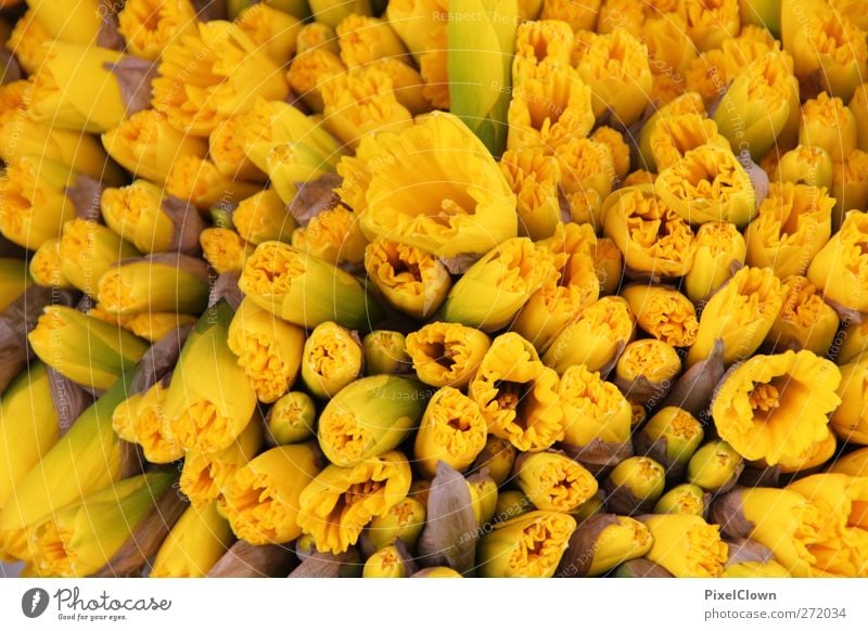 daffodils Garden Plant Flower Tulip Yellow Colour Colour photo Detail Deserted Day Bird's-eye view